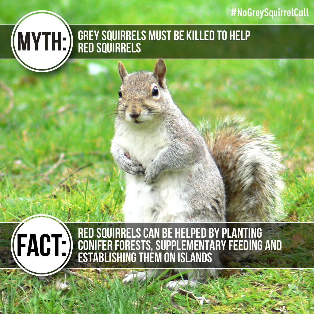 Grey squirrel myth vs fact