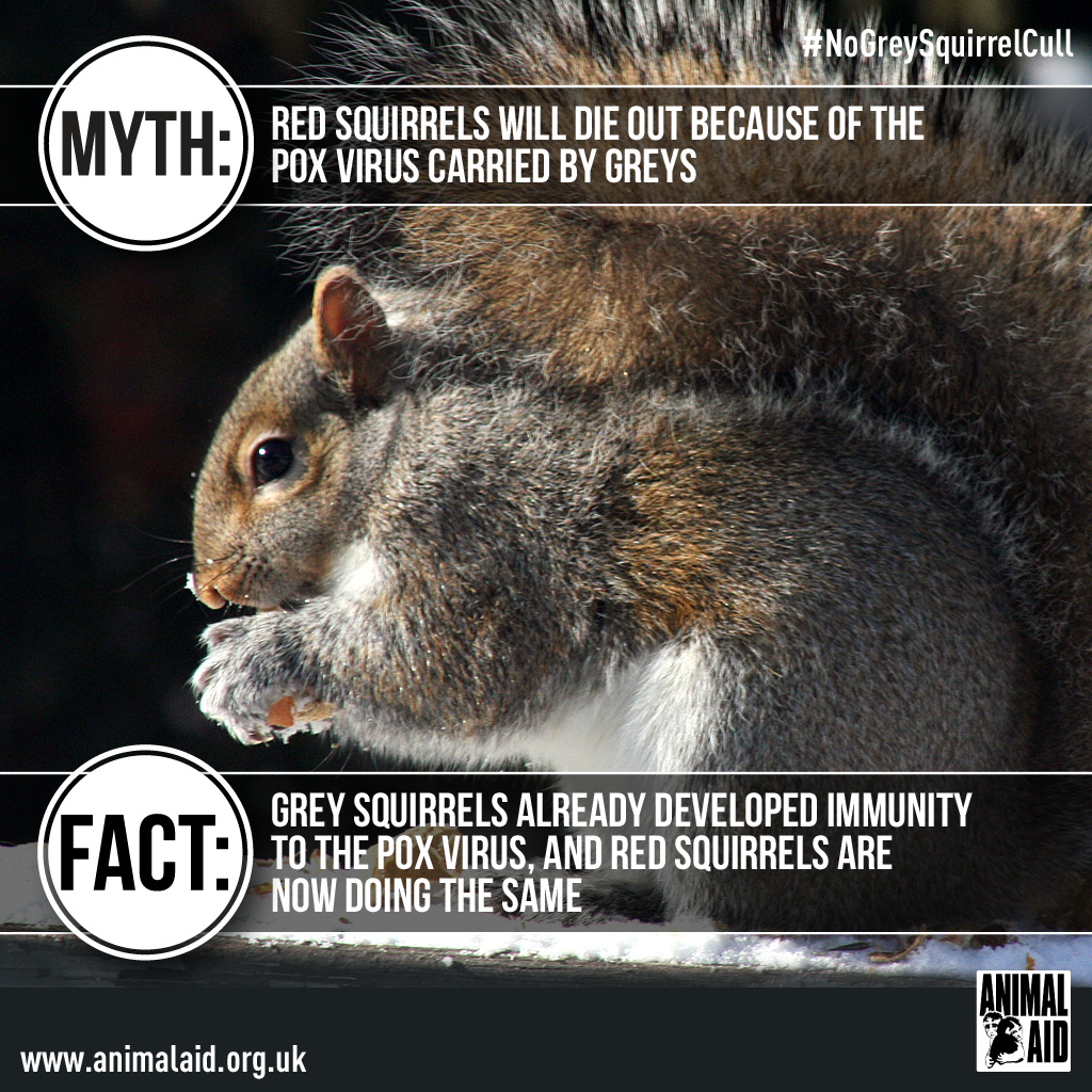 Grey squirrel myth vs fact