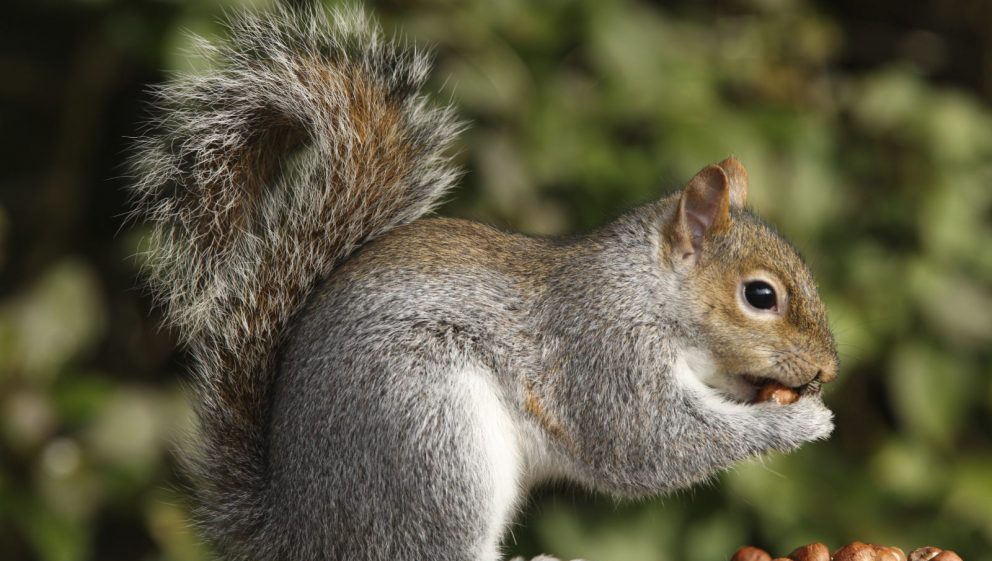 please speak out for grey squirrels animal aid