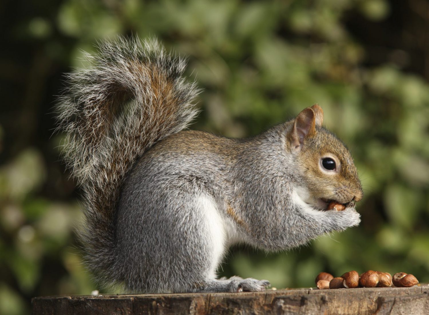grey squirrel with nuts