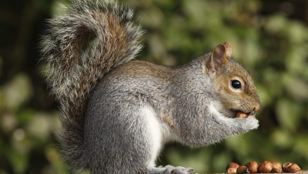 grey squirrel with nuts