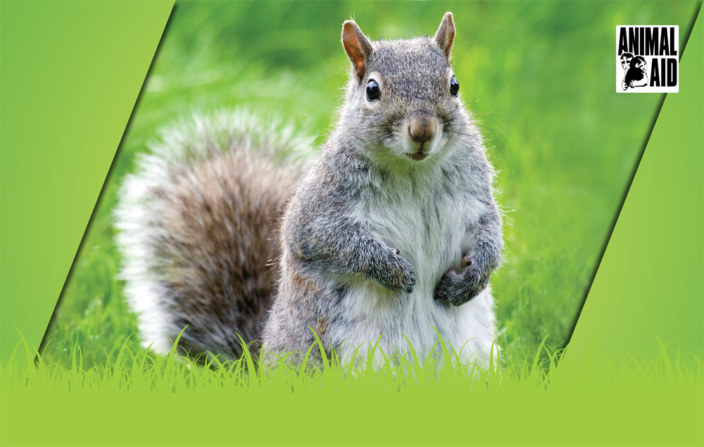 Myth Busters: Grey Squirrels - Animal Aid