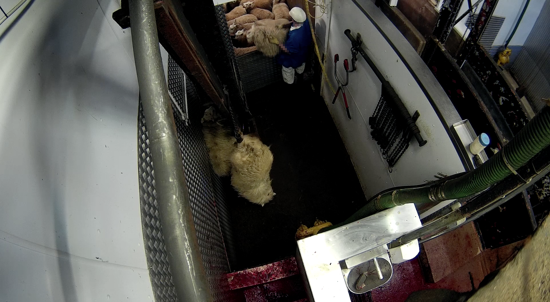Calls for tough action against cruelty in Stockport slaughterhouse - Animal  Aid