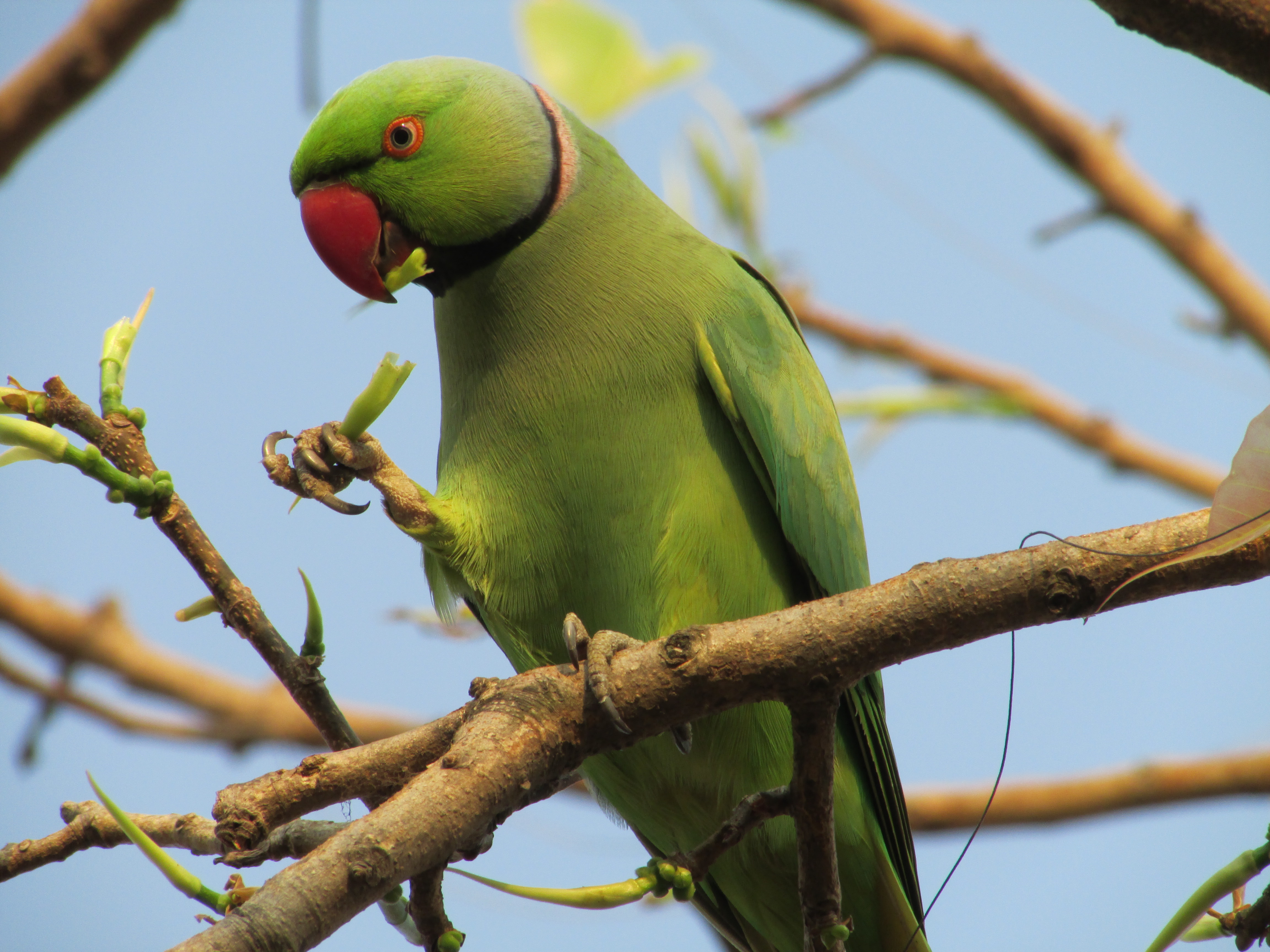 Ringnecked parakeets should be celebrated, not culled