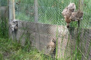 one live bird and two dead birds caught in mesh