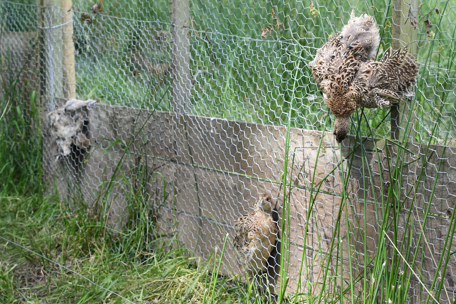 one live bird and two dead birds caught in mesh