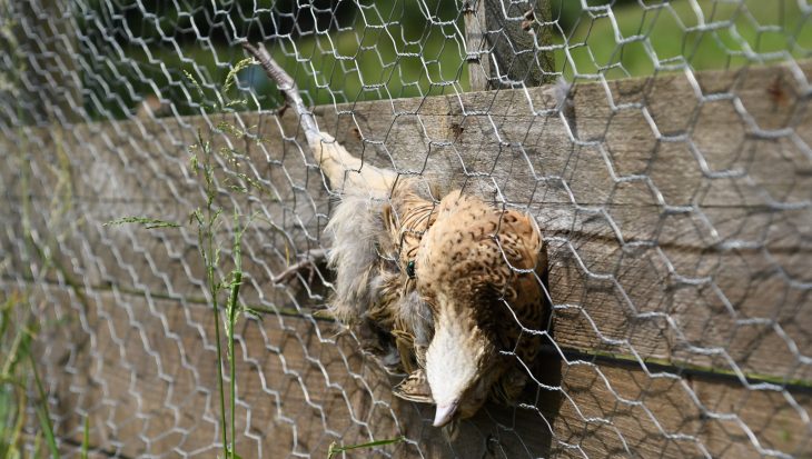 dead bird caught in mesh