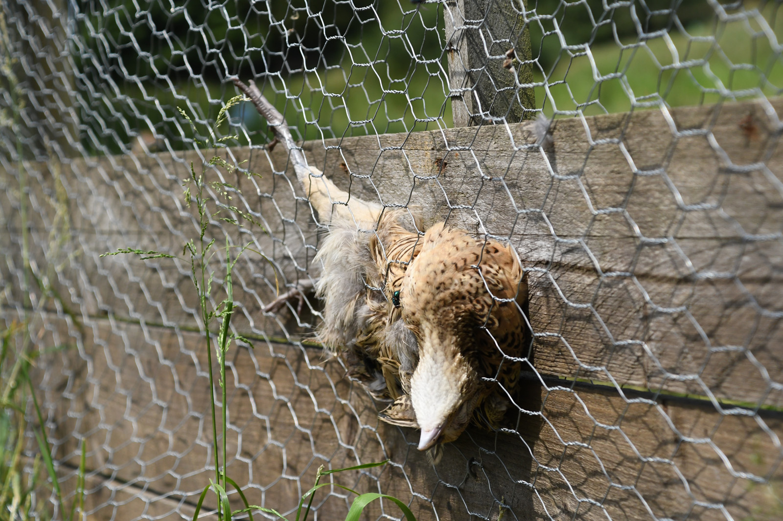 dead bird caught in mesh