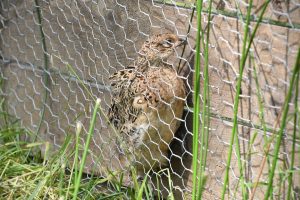 live bird trapped in mesh