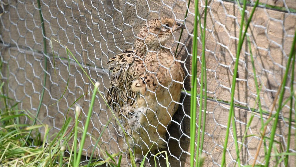 live bird trapped in mesh