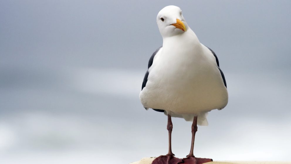 seagull