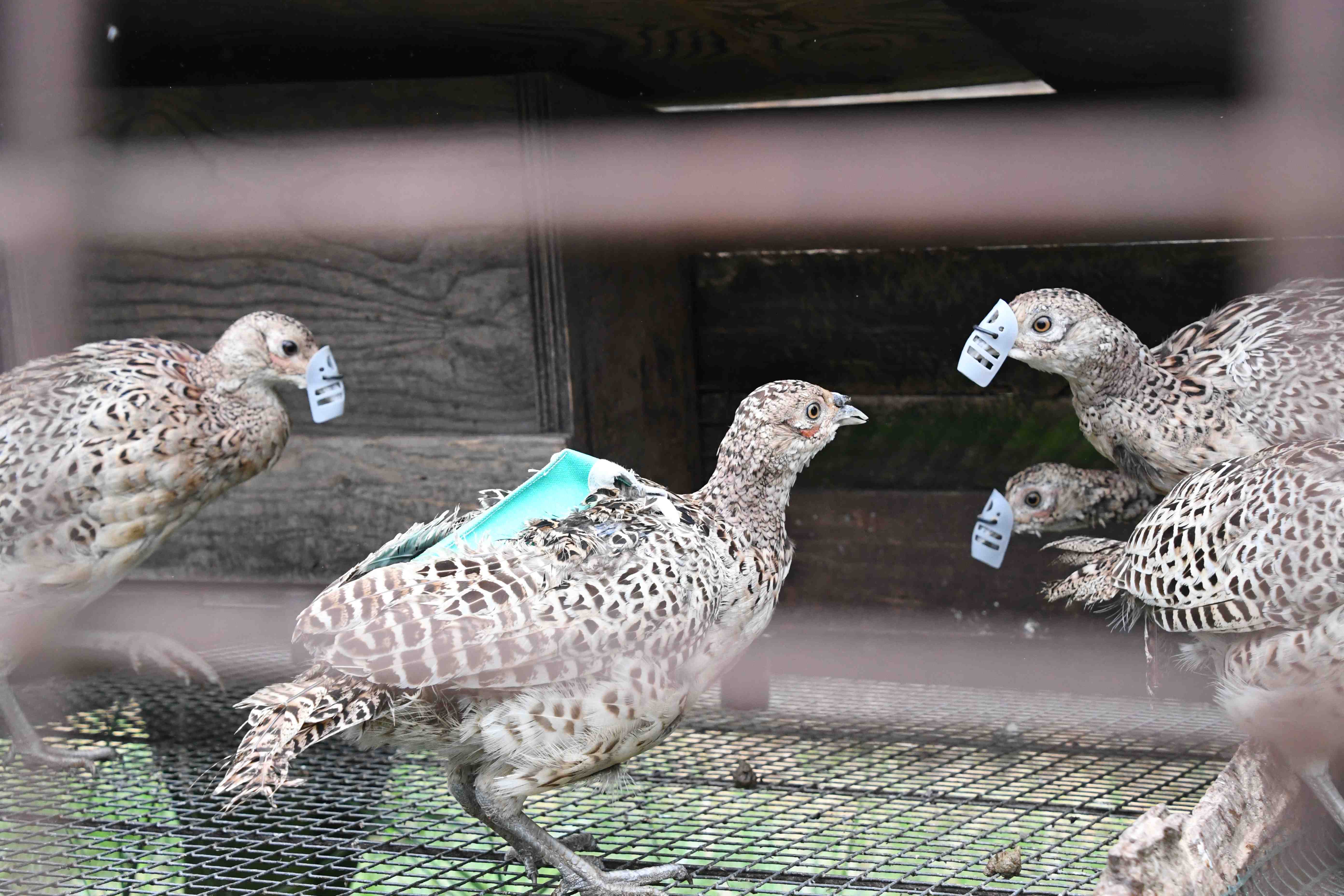 Heart of England female pheasants with wound dressing and beak shrouds