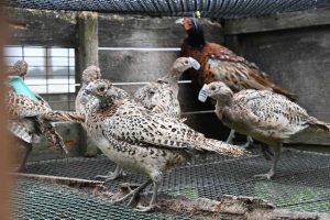 Heart of England pheasant cage containing male pheasant and female with beak shrouds
