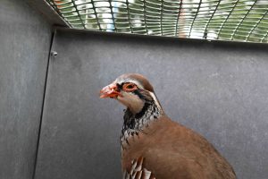 Heart of England partridge with beak problems