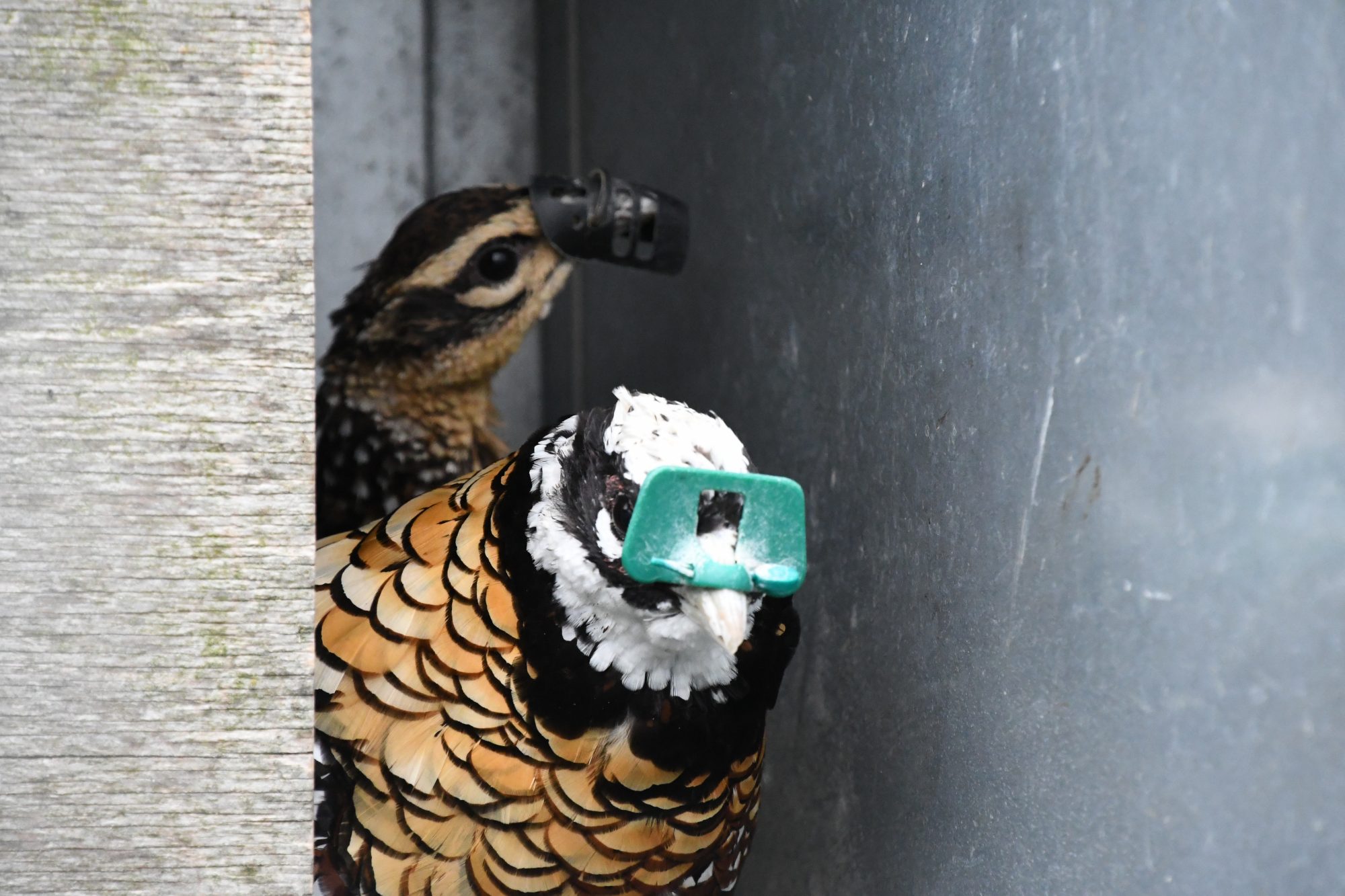 Heart of England Reeves's pheasant wearing beak spectacles