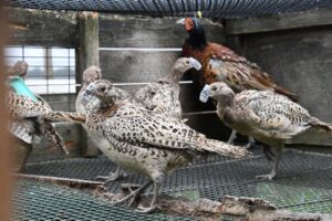 Heart of England Farms Ltd, filming happened during June and July