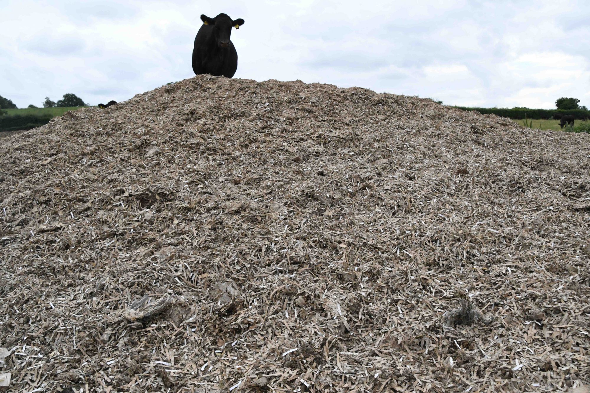 Heart of England cows grazing on waste containing dead birds