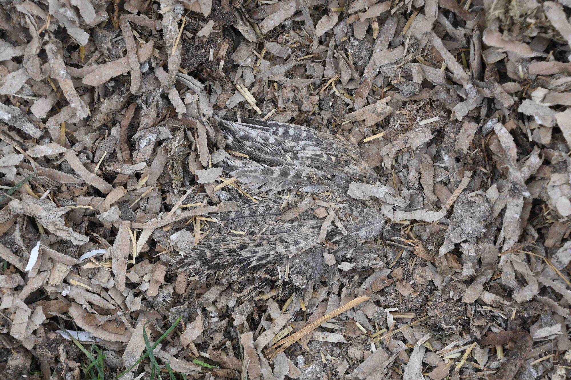 Heart of England dead bird in waste