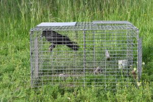Heart of England crow in trap