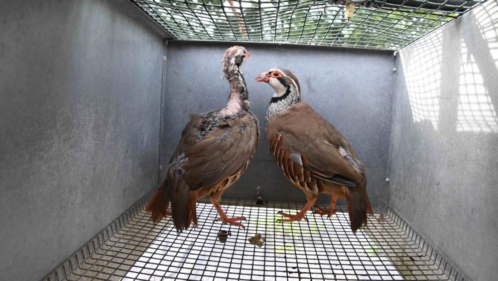 Heart of England partridges with feather loss