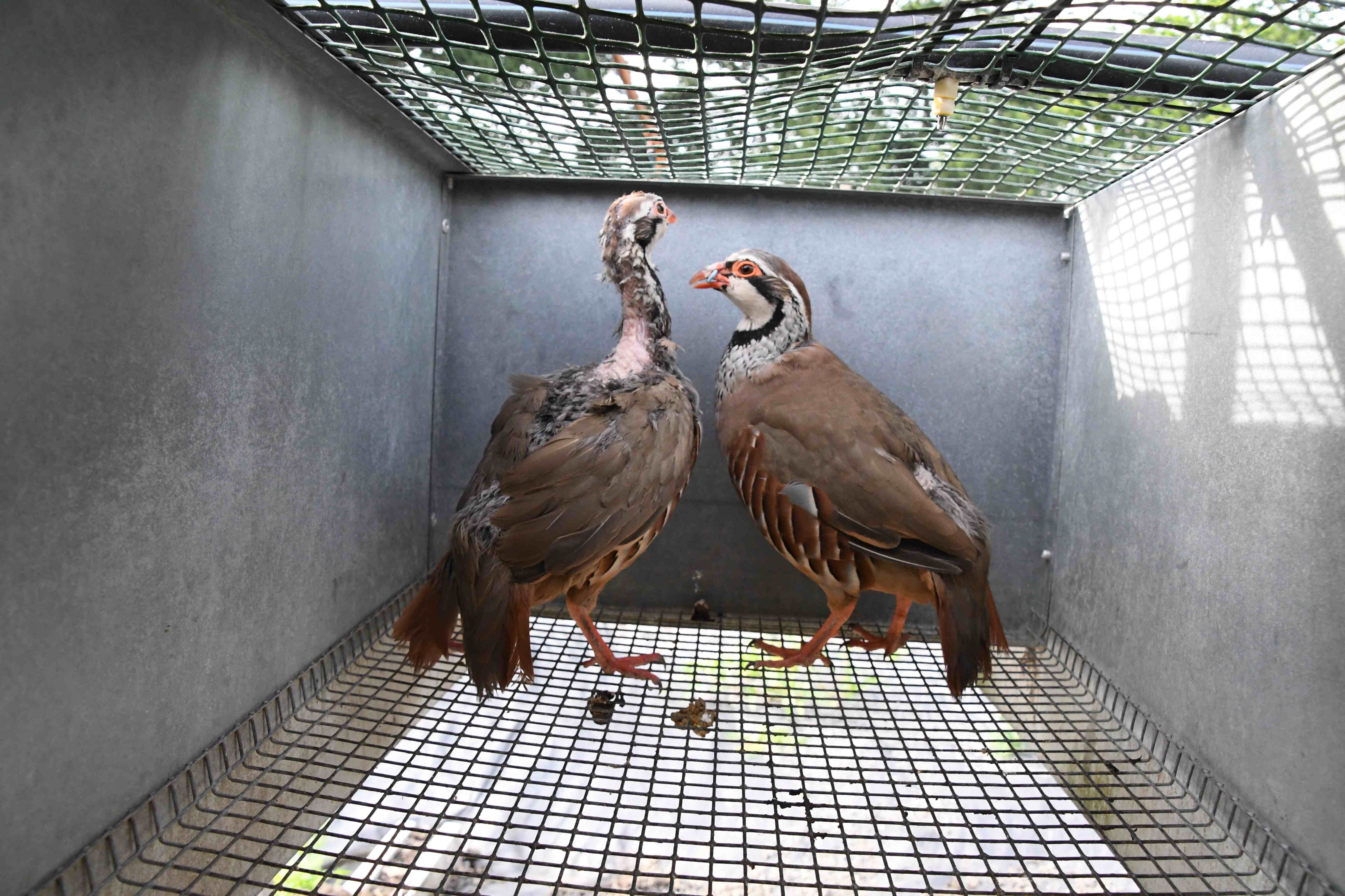 Heart of England partridges with feather loss