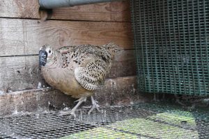 Heart of England pheasant wearing beak shroud