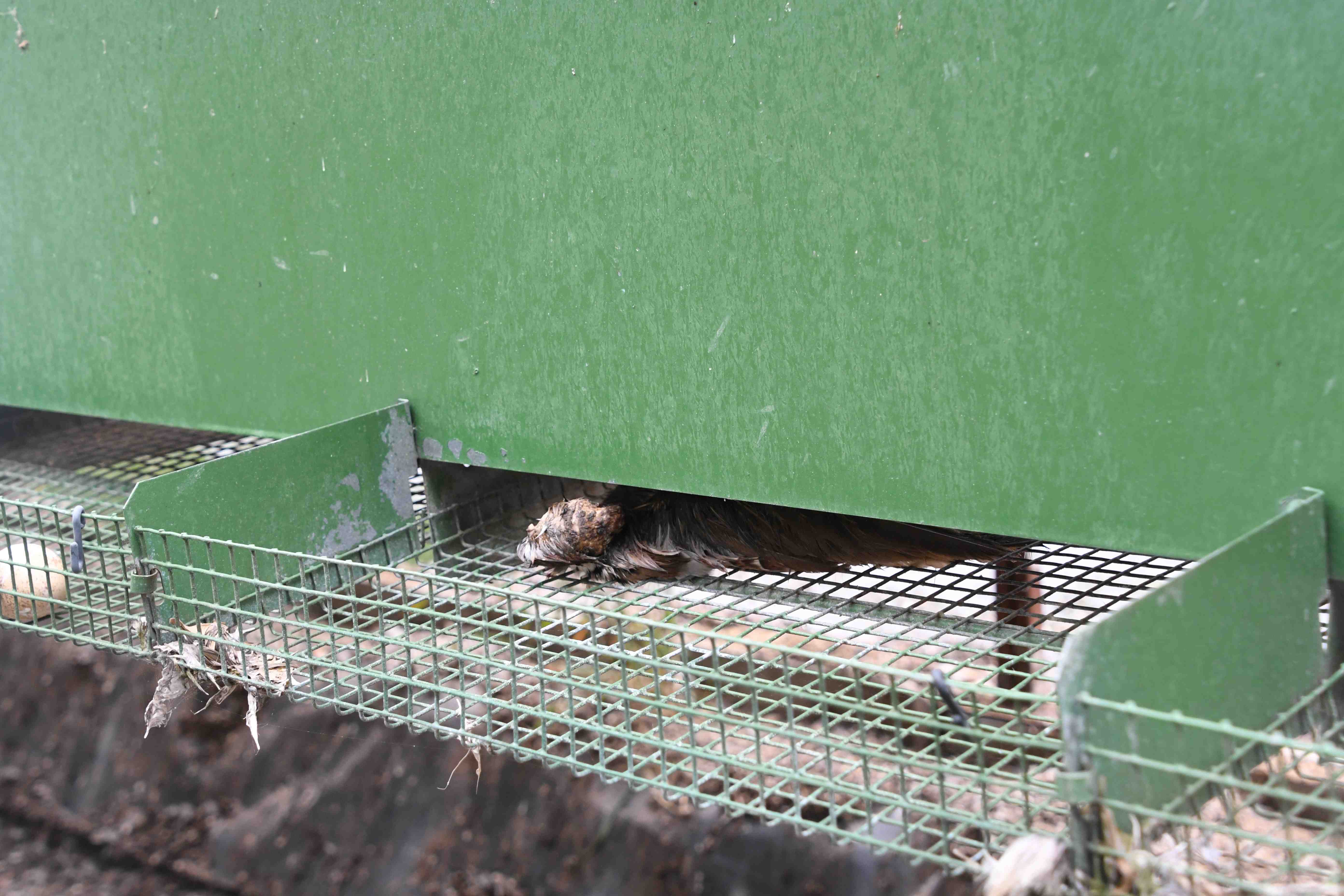 Heart of England dead bird still in the cage six days later