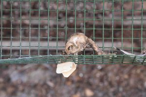 Heart of England remains of decomposed bird sitting in egg tray