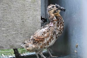 Heart of England female pheasant with feather loss