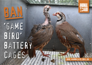 ban 'game bird' battery cages postcard