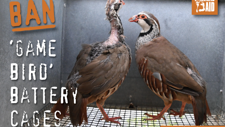 ban 'game bird' battery cages postcard