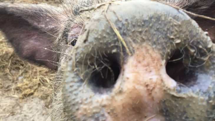 Pig at Retreat Animal Sanctuary