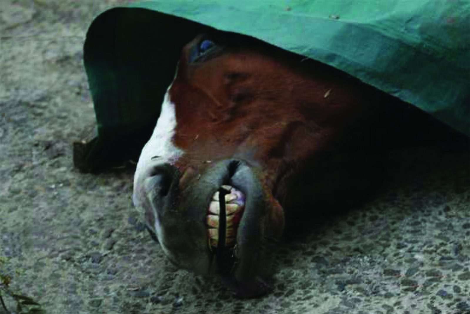 Shocking halfyear race horse death figures highlight serious welfare