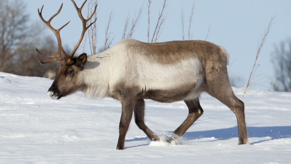 Help stop cruel reindeer exploitation this Christmas - Animal Aid