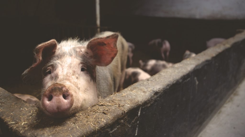 pig in a factory farming unit