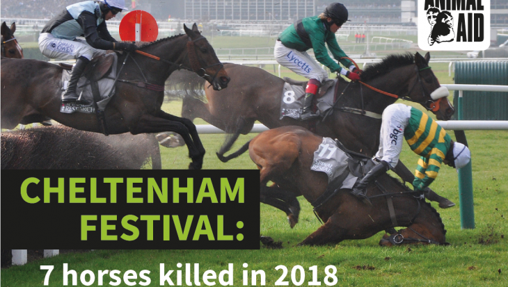 Anti-Cheltenham Festival leaflet2019