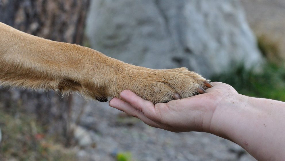 paw and human hand