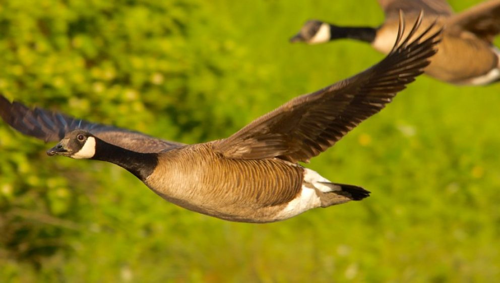 Canada geese flying CC 2.0 Nicole Beaulac