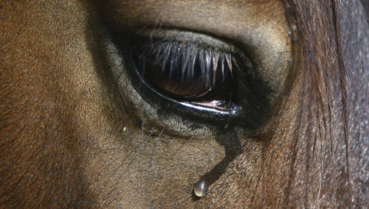 horse tear