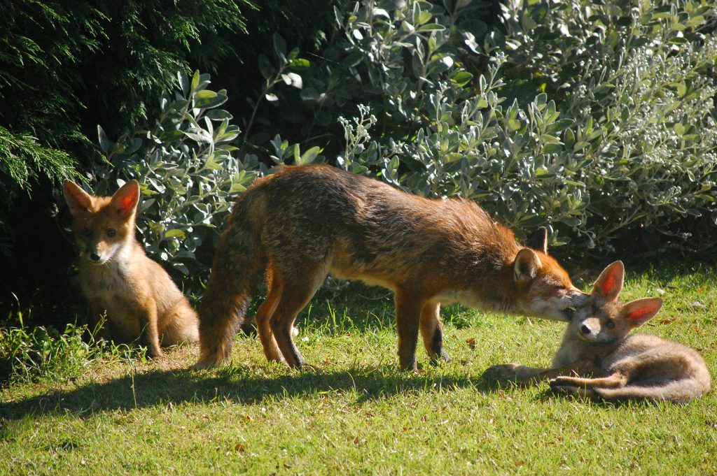 fox family CC 2.0 Flickr user petevonmeat