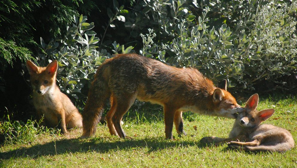 fox family CC 2.0 Flickr user petevonmeat