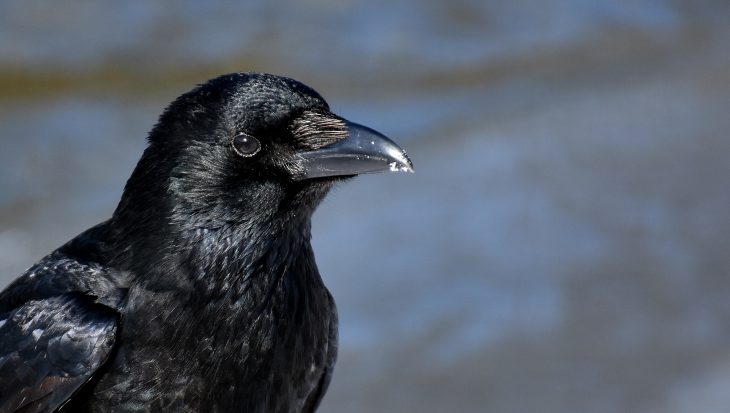 Common Raven