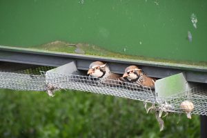 Partridges desperate to escape the confines of the cage