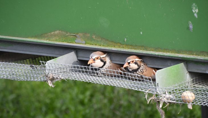 Partridges desperate to escape the confines of the cage