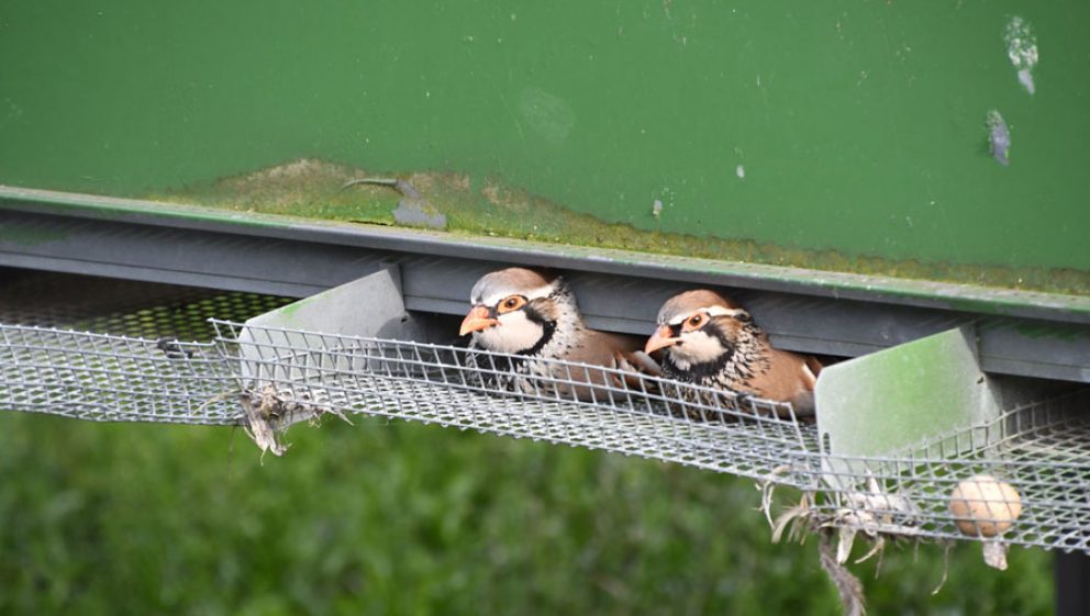 Patridges desperate to escape the confines of the cage