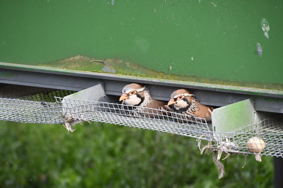 Patridges desperate to escape the confines of the cage