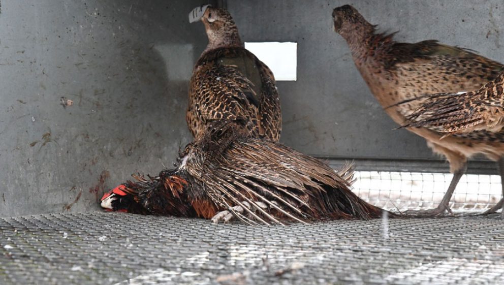 Live pheasants sharing a cage with a deceased bird