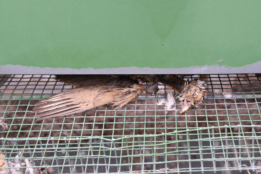 Body of a bird showing signs of decomposition