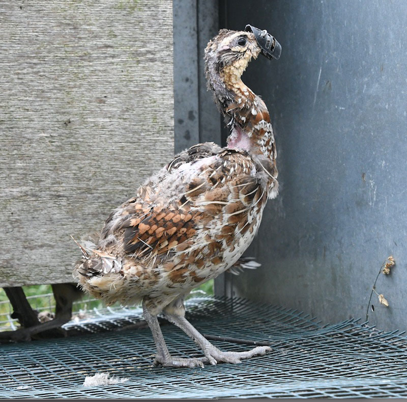 Pheasant showing signs of feather loss, wearing a mask