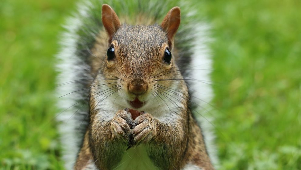 Grey Squirrel